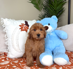 9 week old Mini Goldendoodle Puppy For Sale - Lone Star Pups