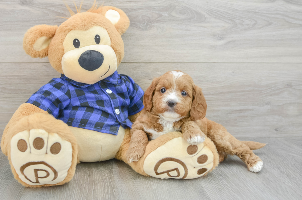 7 week old Mini Goldendoodle Puppy For Sale - Lone Star Pups