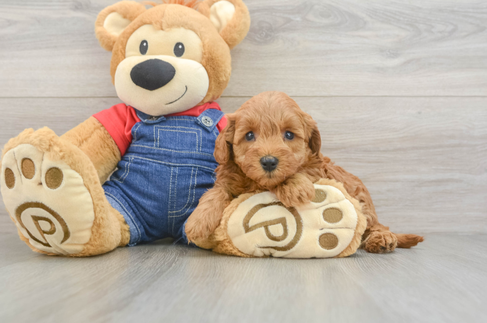 6 week old Mini Goldendoodle Puppy For Sale - Lone Star Pups