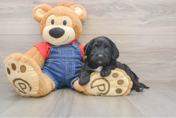 Mini Goldendoodle Puppy for Adoption