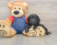7 week old Mini Goldendoodle Puppy For Sale - Lone Star Pups