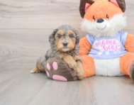 7 week old Mini Goldendoodle Puppy For Sale - Lone Star Pups