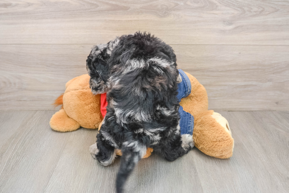 Cute Mini Goldendoodle Baby