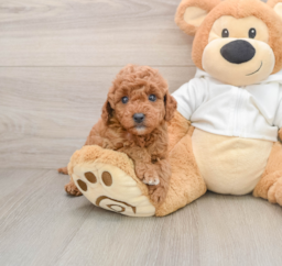 7 week old Mini Goldendoodle Puppy For Sale - Lone Star Pups