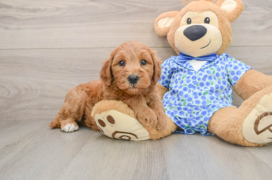 Funny Mini Goldendoodle Poodle Mix Pup