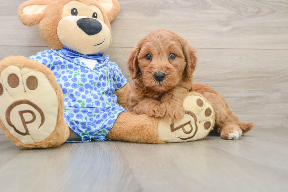 Popular Mini Goldendoodle Poodle Mix Pup