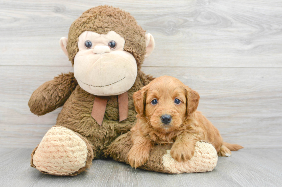 5 week old Mini Goldendoodle Puppy For Sale - Lone Star Pups