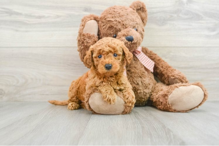 Happy Mini Goldendoodle Baby