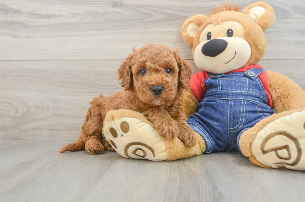 6 week old Mini Goldendoodle Puppy For Sale - Lone Star Pups