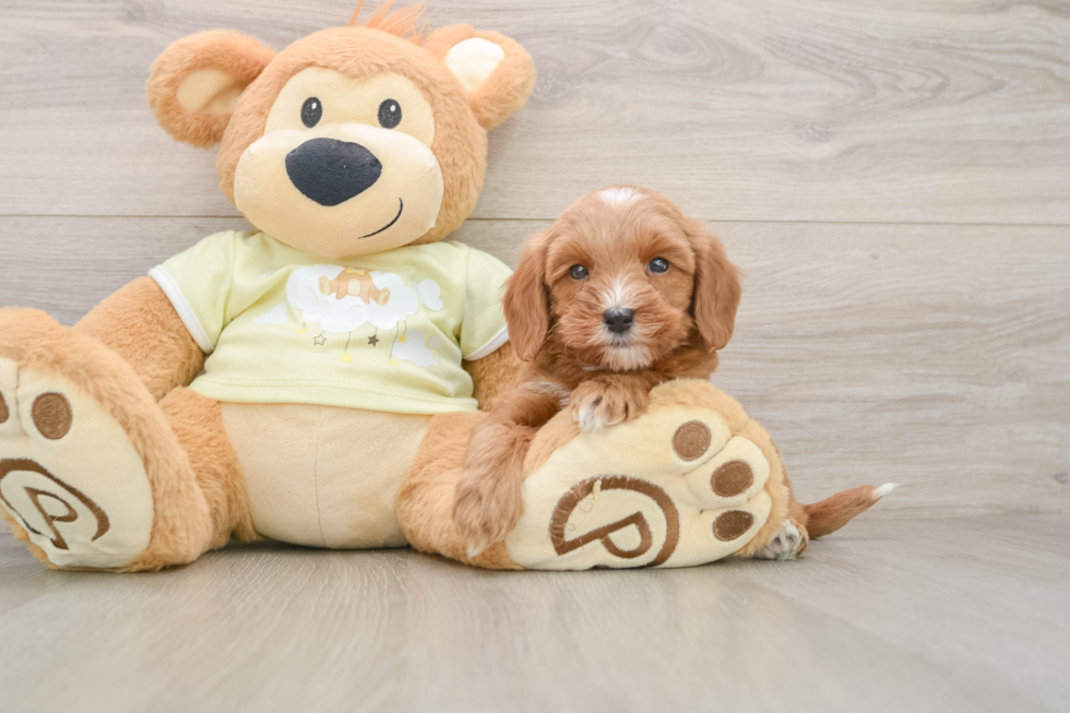 Energetic Golden Doodle Poodle Mix Puppy
