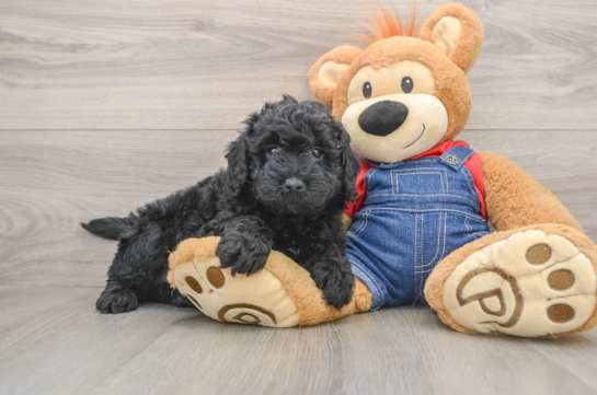 Funny Mini Goldendoodle Poodle Mix Pup