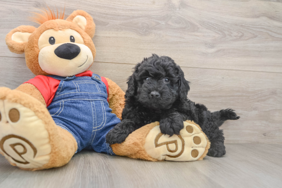 Mini Goldendoodle Puppy for Adoption