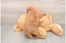 Best Mini Goldendoodle Baby