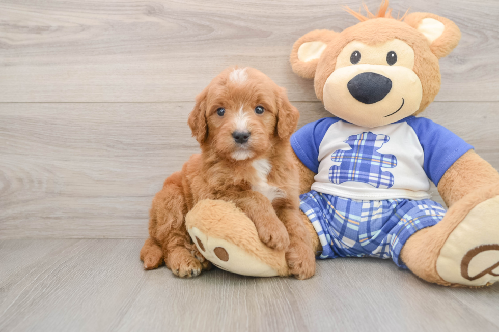 Smart Mini Goldendoodle Poodle Mix Pup