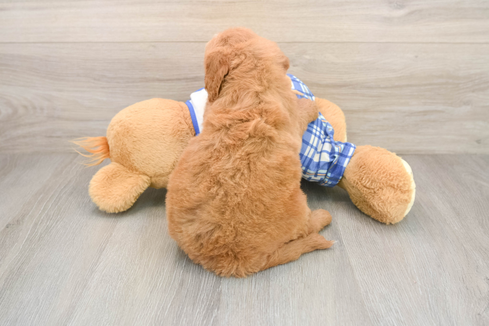 Sweet Mini Goldendoodle Baby