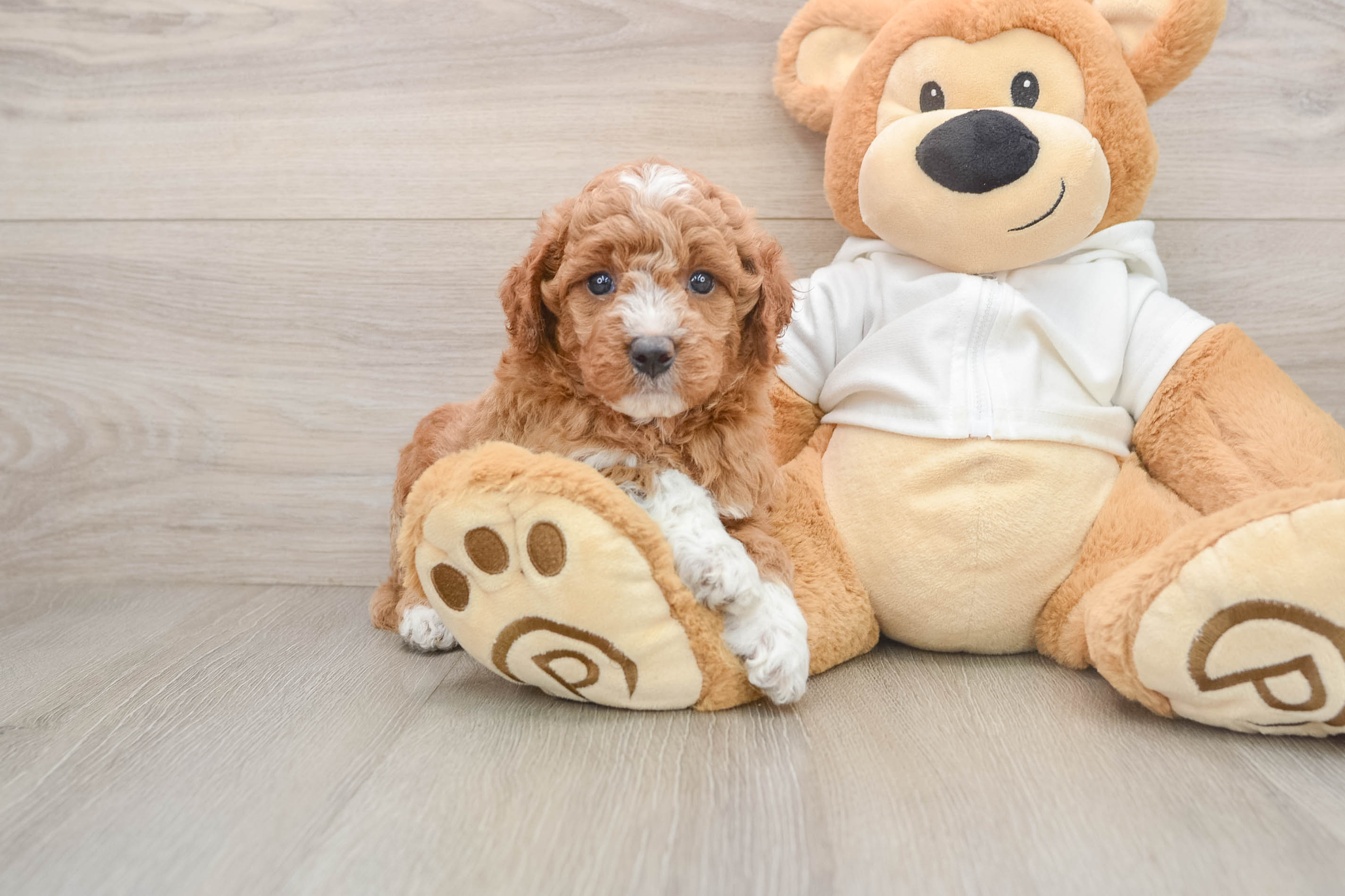 Best Mini Goldendoodle Baby