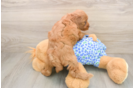 Energetic Golden Doodle Poodle Mix Puppy
