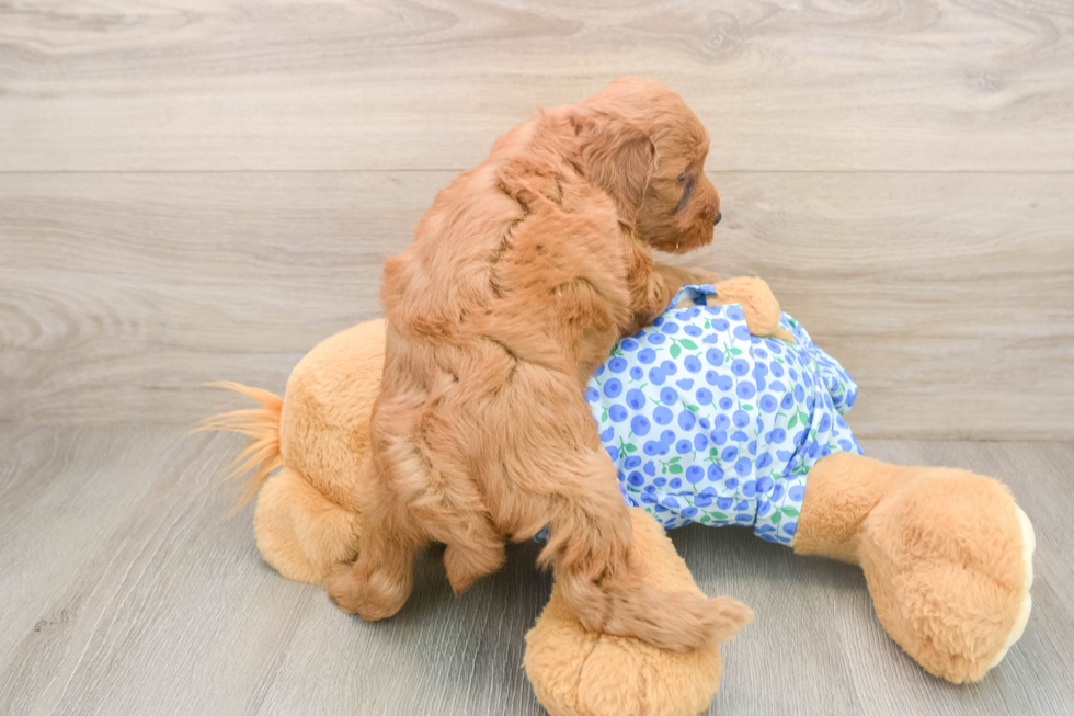 Energetic Golden Doodle Poodle Mix Puppy