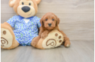 Petite Mini Goldendoodle Poodle Mix Pup
