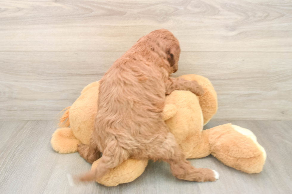 Mini Goldendoodle Puppy for Adoption