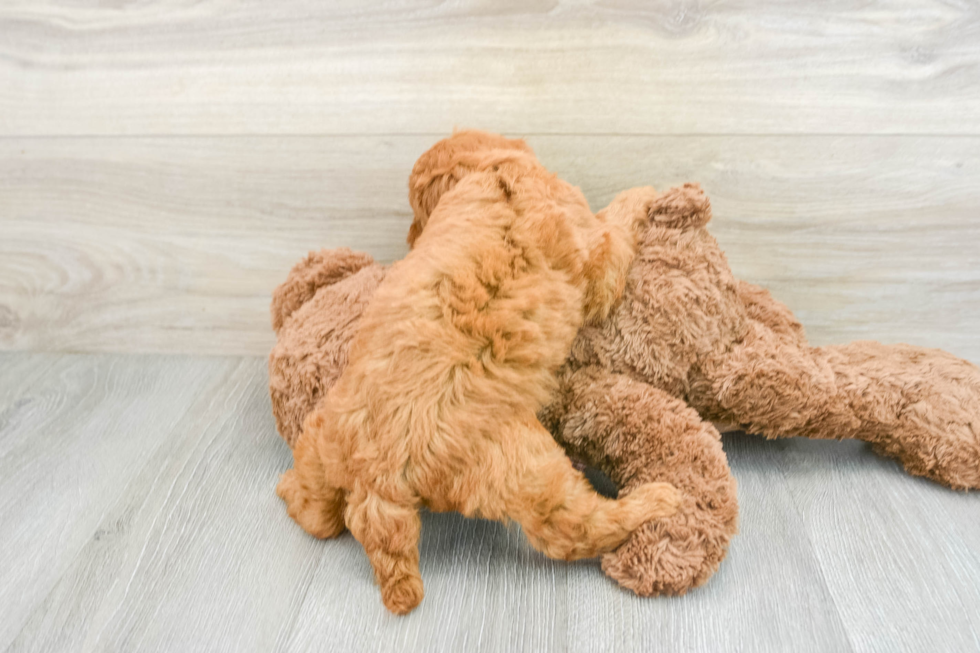 Mini Goldendoodle Pup Being Cute