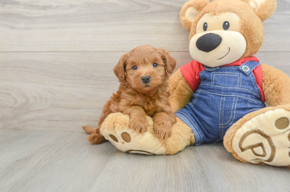 6 week old Mini Goldendoodle Puppy For Sale - Lone Star Pups