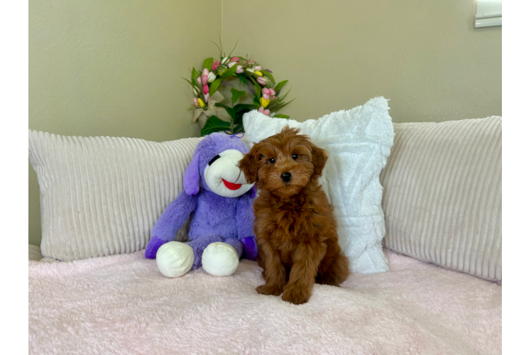 Cute Golden Doodle Poodle Mix Puppy