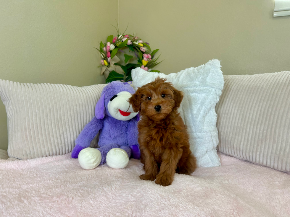 Cute Golden Doodle Poodle Mix Puppy