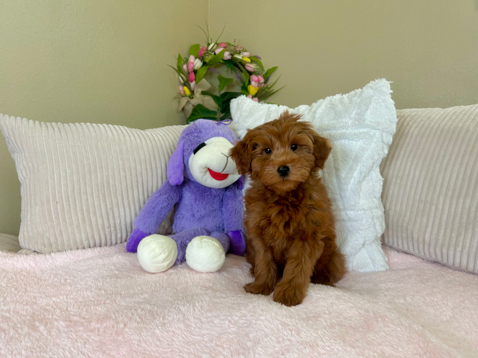 Best Mini Goldendoodle Baby