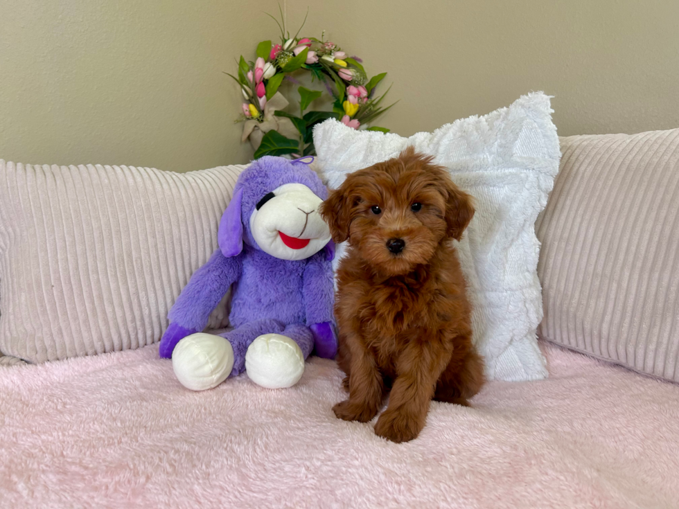 Cute Mini Goldendoodle Baby