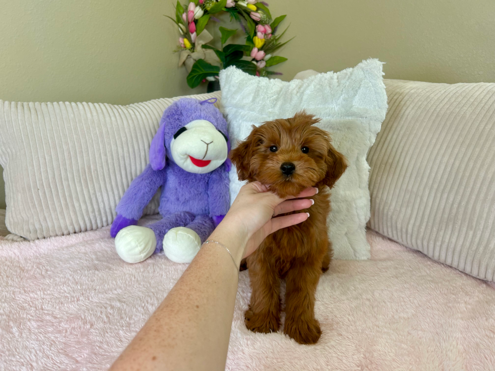 Cute Mini Goldendoodle Poodle Mix Pup