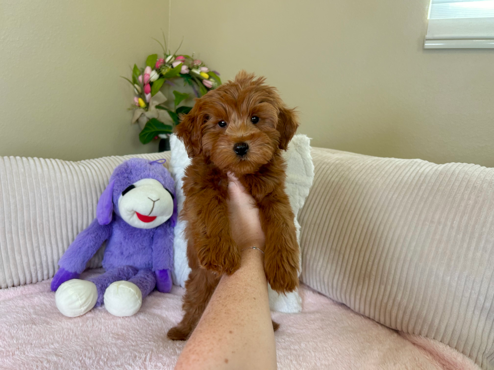 Mini Goldendoodle Puppy for Adoption