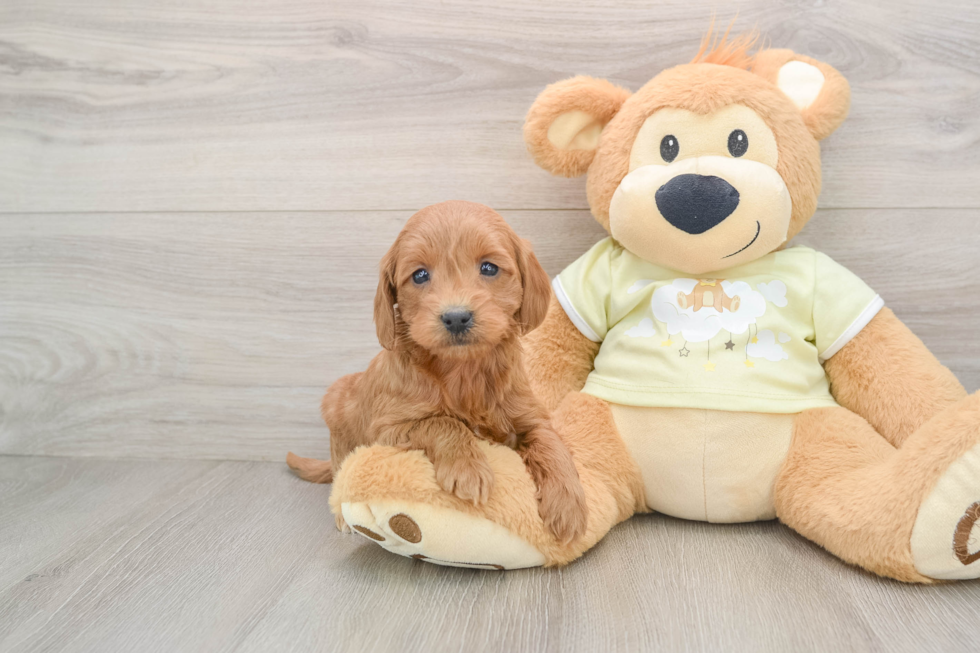 Mini Goldendoodle Pup Being Cute