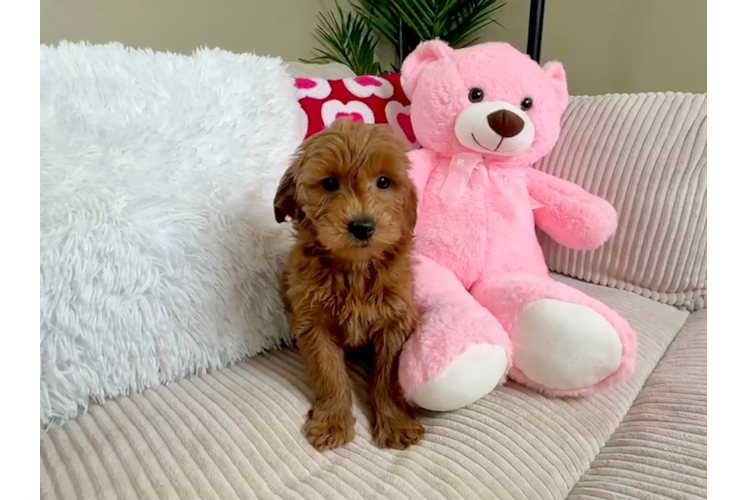 Mini Goldendoodle Pup Being Cute