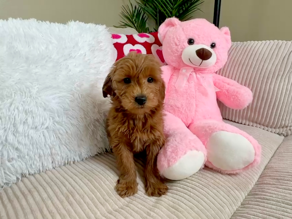 Mini Goldendoodle Pup Being Cute