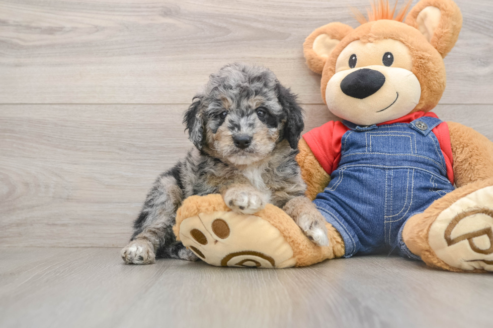 Cute Mini Goldendoodle Baby