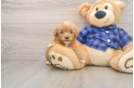 Mini Goldendoodle Pup Being Cute