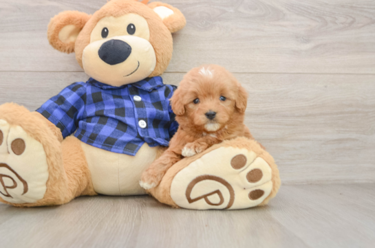 Small Mini Goldendoodle Baby