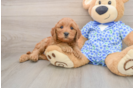 Mini Goldendoodle Pup Being Cute