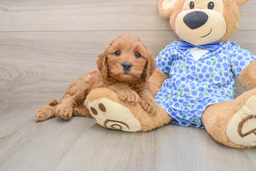 Mini Goldendoodle Pup Being Cute