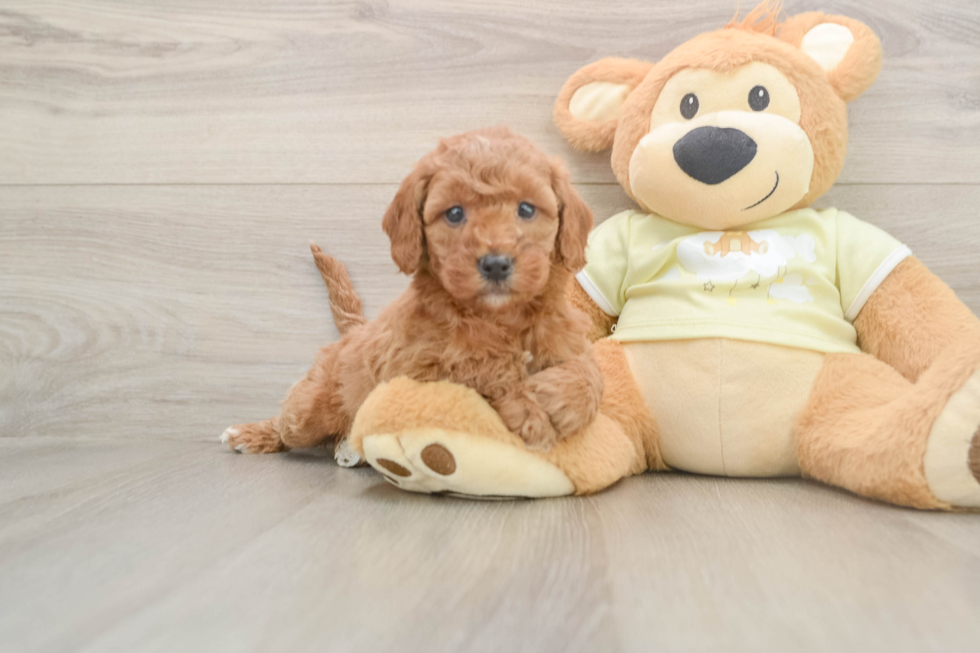 Mini Goldendoodle Pup Being Cute