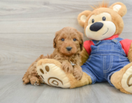 9 week old Mini Goldendoodle Puppy For Sale - Lone Star Pups