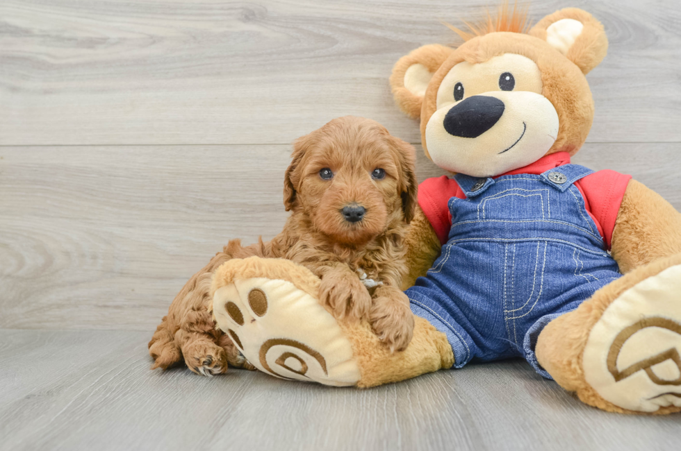 7 week old Mini Goldendoodle Puppy For Sale - Lone Star Pups