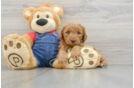 Mini Goldendoodle Puppy for Adoption