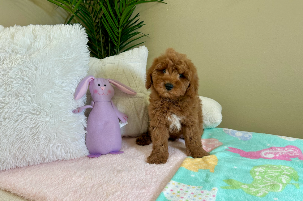 10 week old Mini Goldendoodle Puppy For Sale - Lone Star Pups