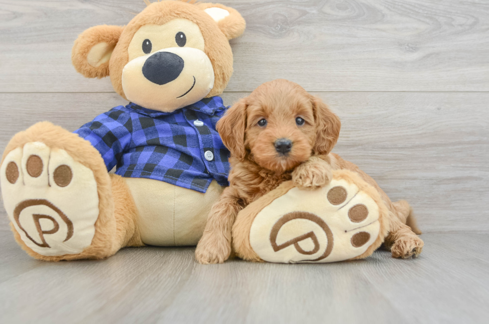 7 week old Mini Goldendoodle Puppy For Sale - Lone Star Pups