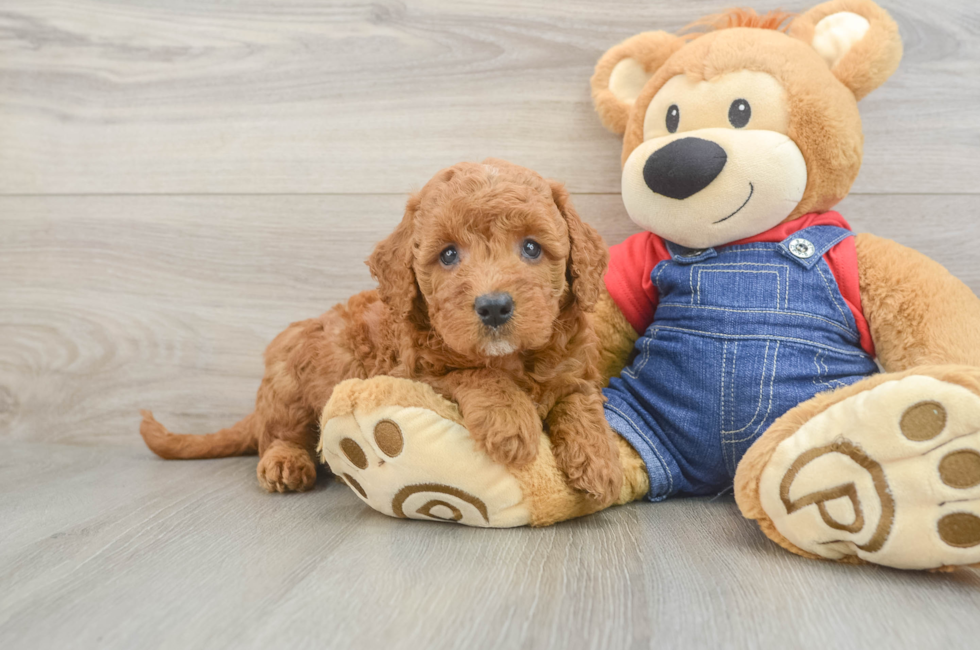 6 week old Mini Goldendoodle Puppy For Sale - Lone Star Pups
