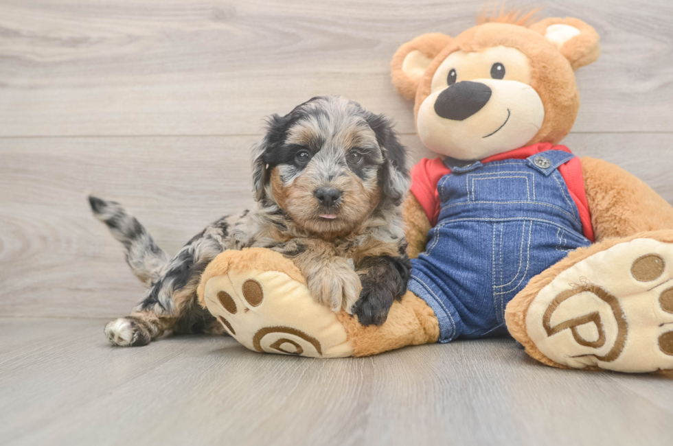 5 week old Mini Goldendoodle Puppy For Sale - Lone Star Pups
