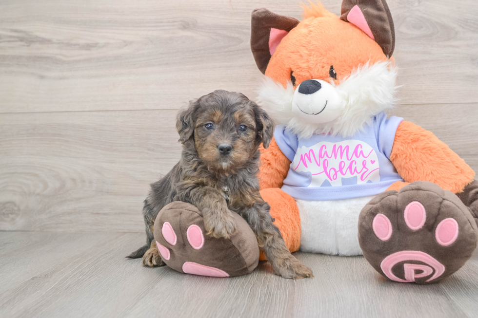 Petite Mini Goldendoodle Poodle Mix Pup