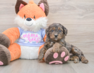 7 week old Mini Goldendoodle Puppy For Sale - Lone Star Pups